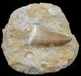 Mosasaur (Prognathodon) Tooth In Rock #60171-1